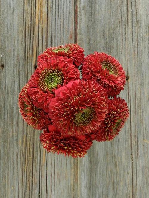 TERRA NARVO RED GERONDO GERBERA DAISY